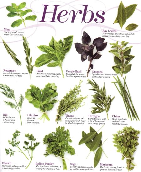 Manufacturers Exporters and Wholesale Suppliers of Herbal Presticides Delhi 